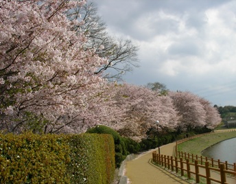 2010年4月7日　松山の桜ー１.JPG