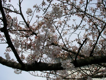 2010年3月30日、松山の桜.JPG
