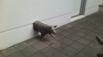 コンクリートの壁から出てきた犬