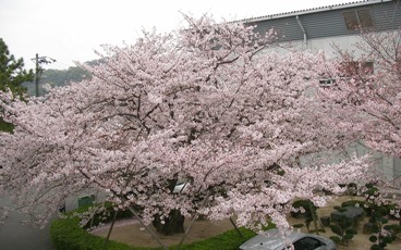 2010年4月7日　松山の桜.JPG