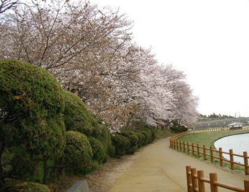 2011年4月7日　松山　9年目の桜ー２.JPG