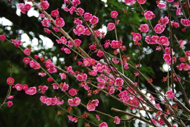 紅梅